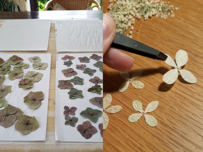 BARCELONA: Herbarium-Workshop, erstelle deinen Pflanzenanhänger!